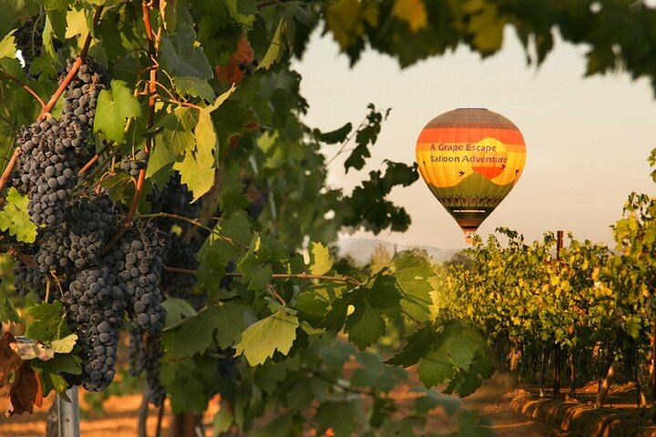 A Grape Escape over the vines
