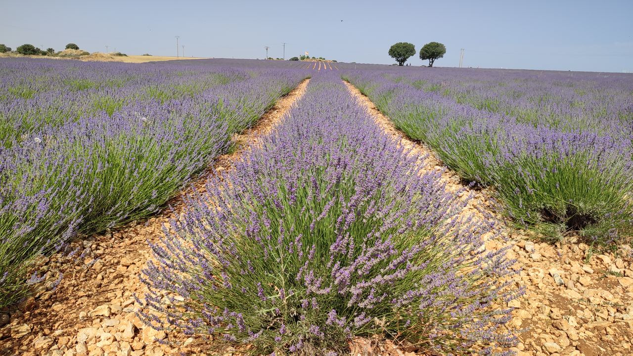 Rows of flowering lavender running to the horizon at Brihuega, Guadalajara, with pale stony soil between the lines and two holm oaks on the skyline.