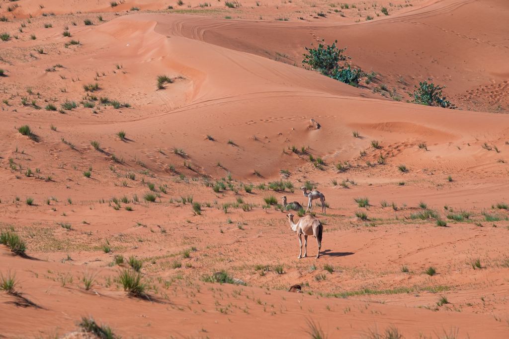 Camel standing on sand dunes in the desert outside Dubai, United Arab Emirates