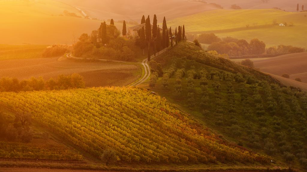 Vineyard rows and wooded hills in the Chianti countryside south of Florence at sunrise