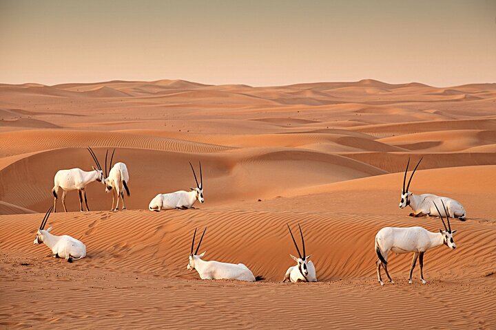 Deluxe Hot Air Balloon Flight Camel Ride, Breakfast & Transfer
