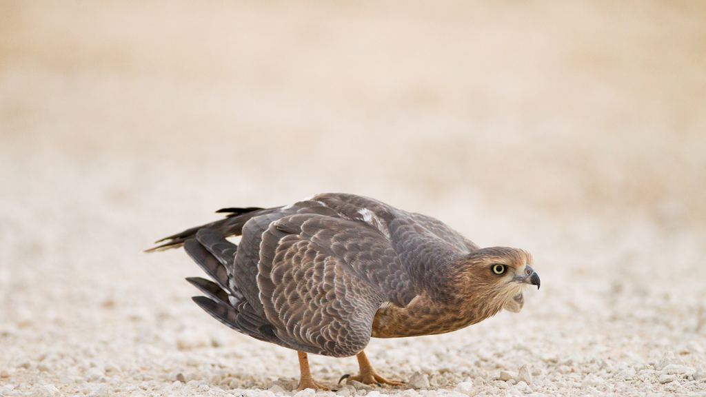 Falcon perched in open desert, the kind of bird used in the falcon displays included in Gulf desert programmes