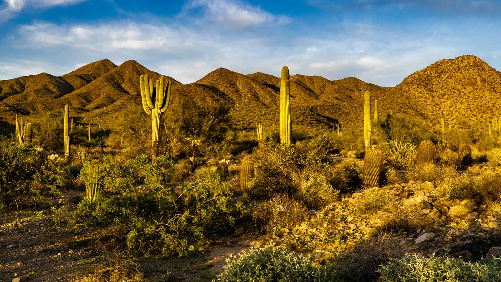 Saguaro cactus lit by low golden sun in the Sonoran Desert, Arizona, with desert ridges behind