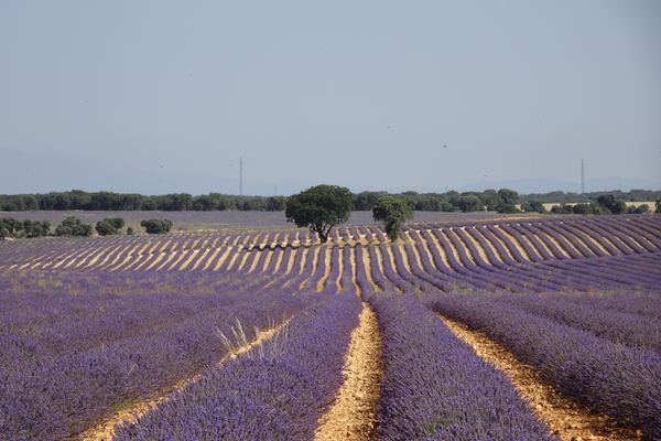 Brihuega
