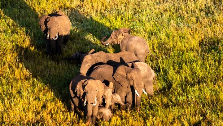 serengeti wildlife