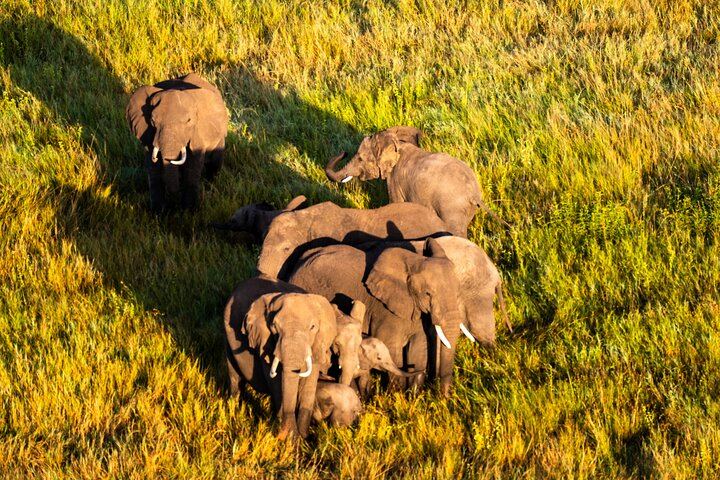 serengeti wildlife