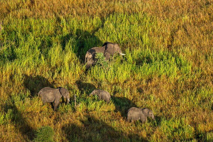serengeti wildlife