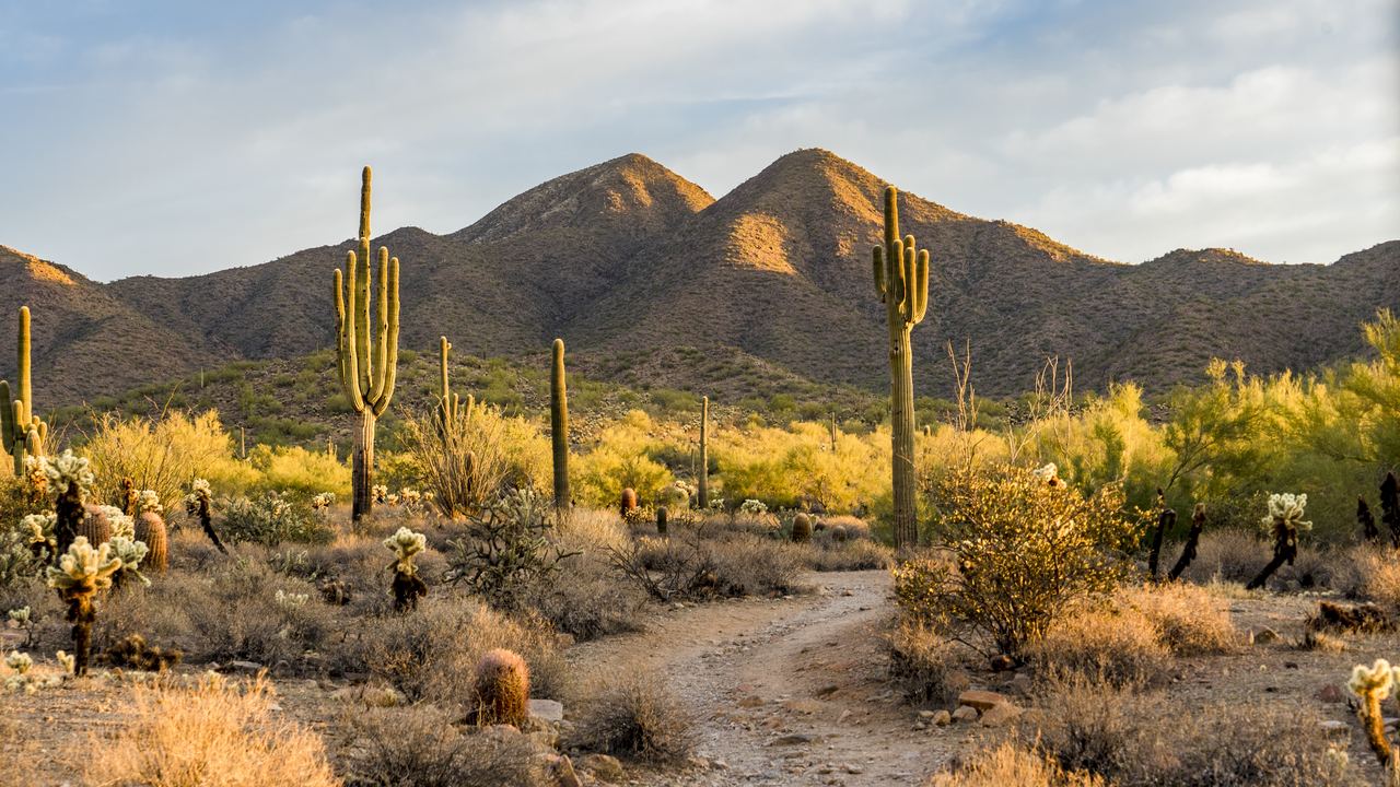 First light over the Sonoran Desert near Scottsdale, outside Phoenix, Arizona