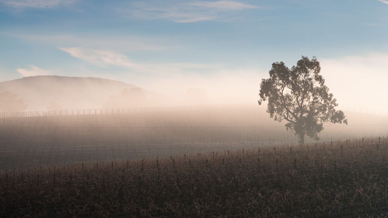 Fog lying on the floor of the Yarra Valley, Victoria, Australia, at sunrise on a winter morning